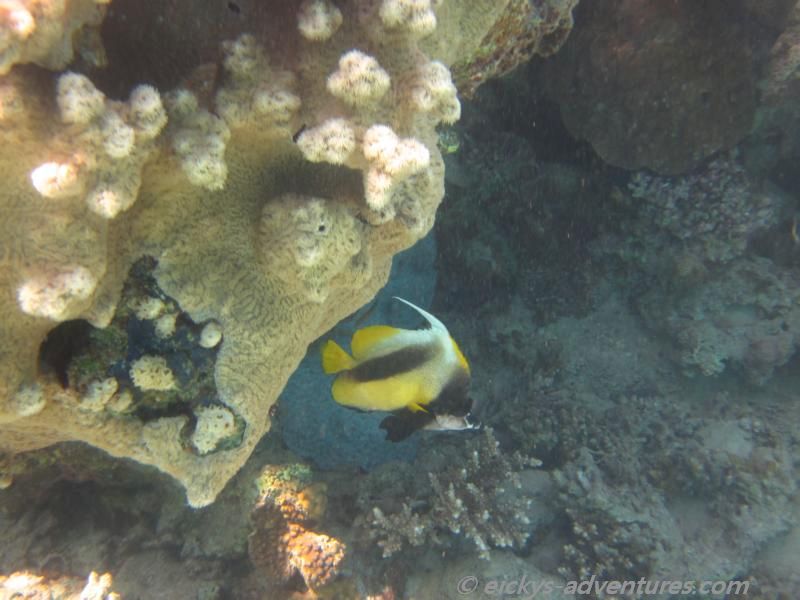 Rotmeer-Wimpelfisch Coral Beach Nature Reserve Rotmeer-Wimpelfisch Coral Beach Nature Reserve