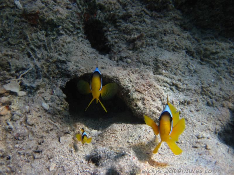 fotogene Nemo-Familie im Coral Beach Nature Reserve