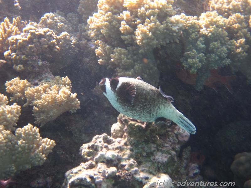 Kugelfisch - Migdalor Beach Kugelfisch - Migdalor Beach