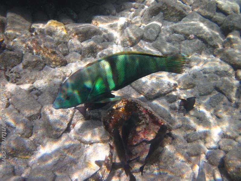 Lippfisch Migdalor Beach Lippfisch Migdalor Beach