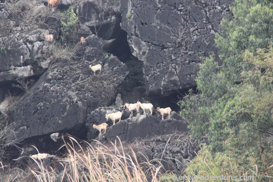 Karstberg-Ziegen in der Nähe von Ninh Binh Karstberg-Ziegen in der Nähe von Ninh Binh