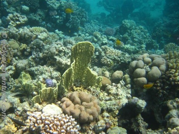 Korallengarten Korallengarten