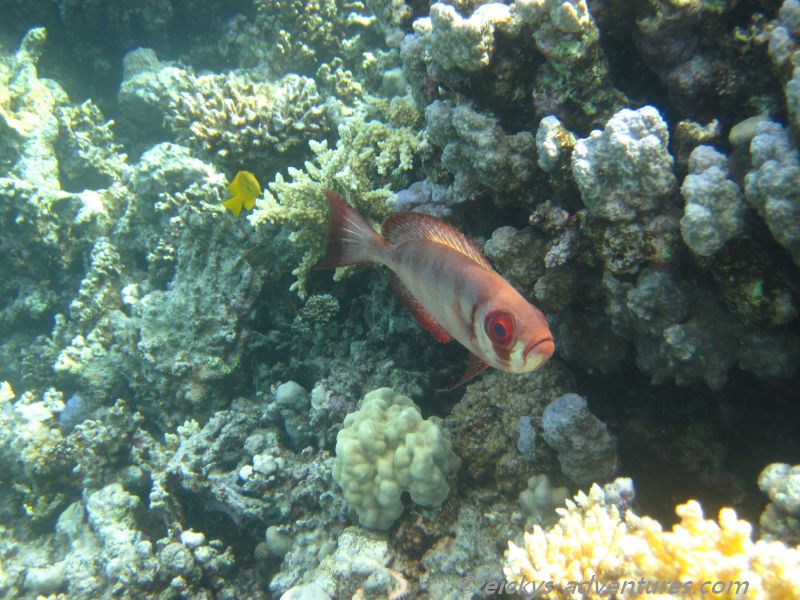 Großaugen-Soldatenfisch Großaugen-Soldatenfisch