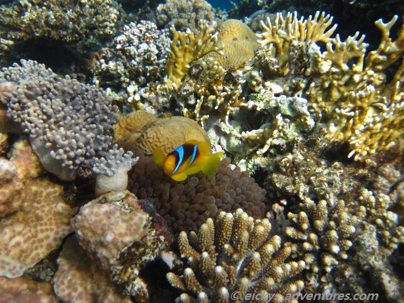 Nemo im Korallengarten