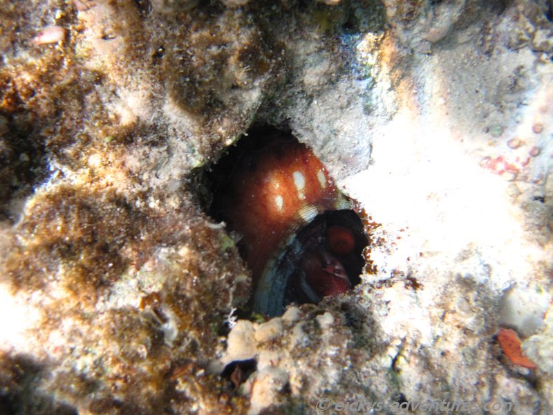 Tintenfisch, der sich versteckt Tintenfisch, der sich versteckt