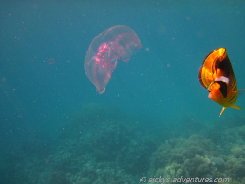 Tabak-Falterfisch, sehr "aufgeweckte" Tierchen, die Quallen und Fischlaich fressen Tabak-Falterfisch, sehr "aufgeweckte" Tierchen, die Quallen und Fischlaich fressen
