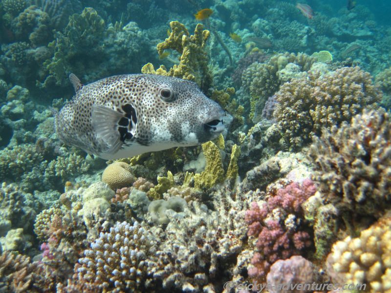 Riesen-Kugelfisch Riesen-Kugelfisch