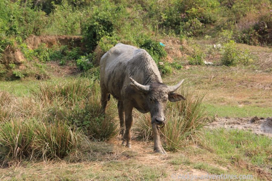 ... und dann kam sie auf mich zu gelaufen. ... und dann kam sie auf mich zu gelaufen.