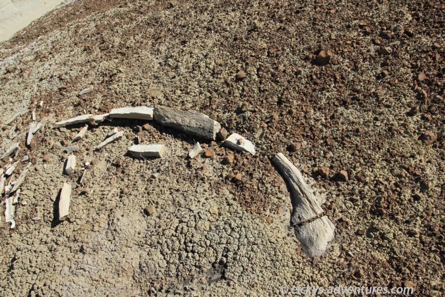 Bisti / De-Na-Zin: Fossilien oder Holz? Bisti / De-Na-Zin: Fossilien oder Holz?