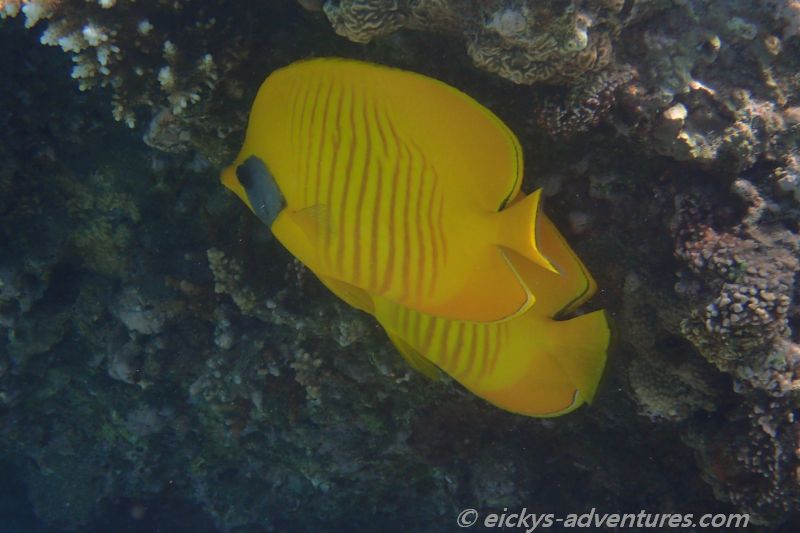 Maskenfalterfische Maskenfalterfische