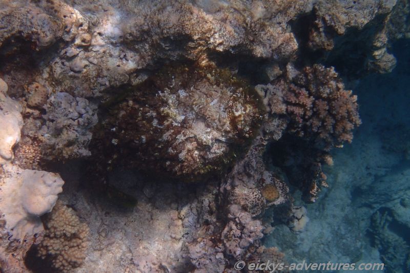 Steinfisch Steinfisch