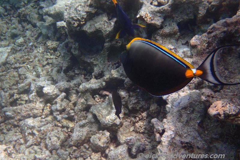 Doktorfisch Doktorfisch