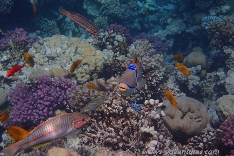 Picasso-Drückerfisch, die Heckflosse ist aufgestellt Picasso-Drückerfisch, die Heckflosse ist aufgestellt