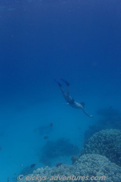 Frank im blauen Ozean - ach nee, im Roten Meer Frank im blauen Ozean - ach nee, im Roten Meer