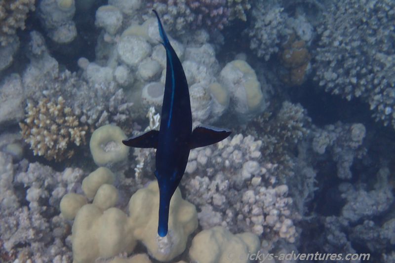 Langnasen-Lippfisch Langnasen-Lippfisch