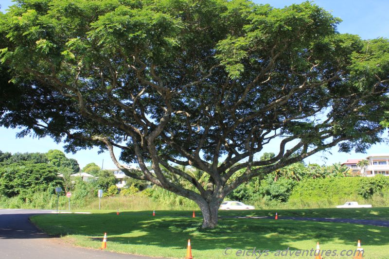interessant gewachsener Baum interessant gewachsener Baum