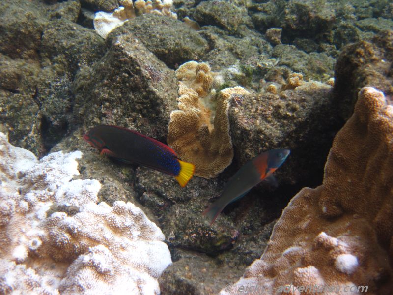 Kapoho Tide Pools Kapoho Tide Pools