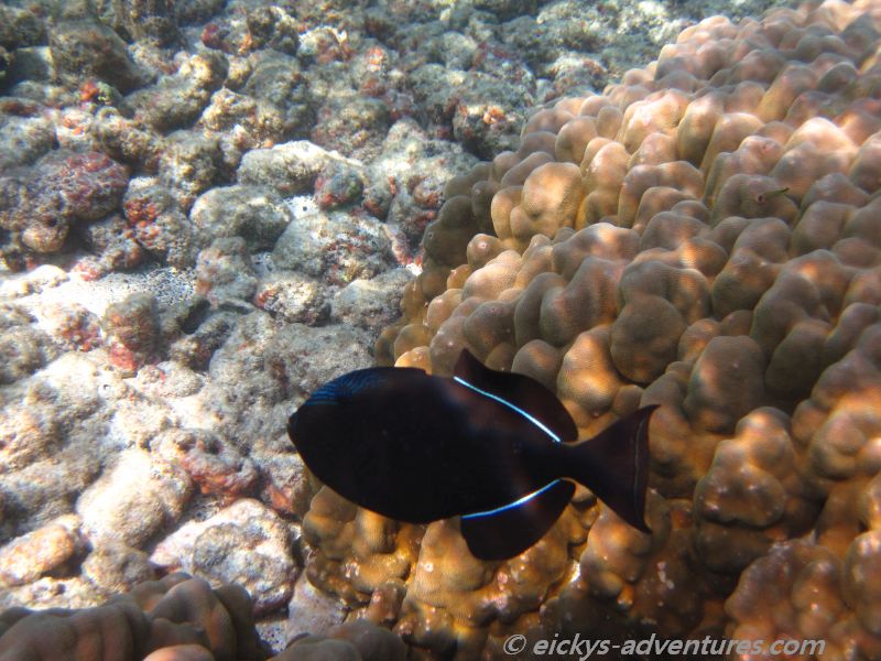 Kahuluu Beach Park Kahuluu Beach Park