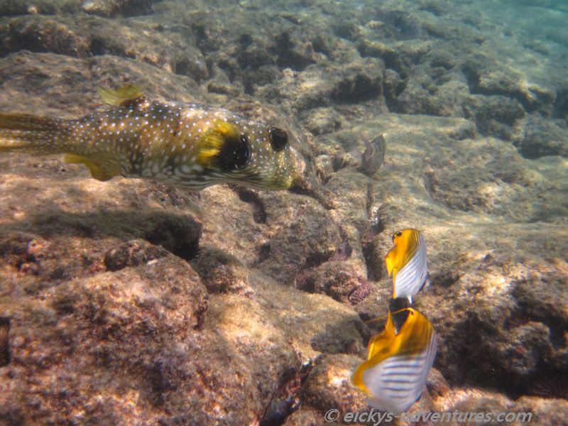 Kahuluu Beach Park: Kofferfisch Kahuluu Beach Park: Kofferfisch
