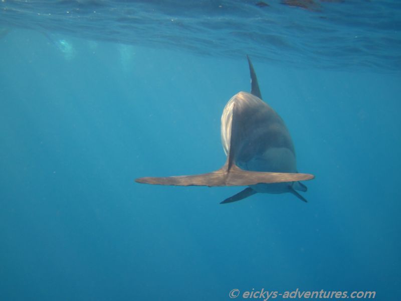 Dolphin Snorkel: und Tschüß Dolphin Snorkel: und Tschüß
