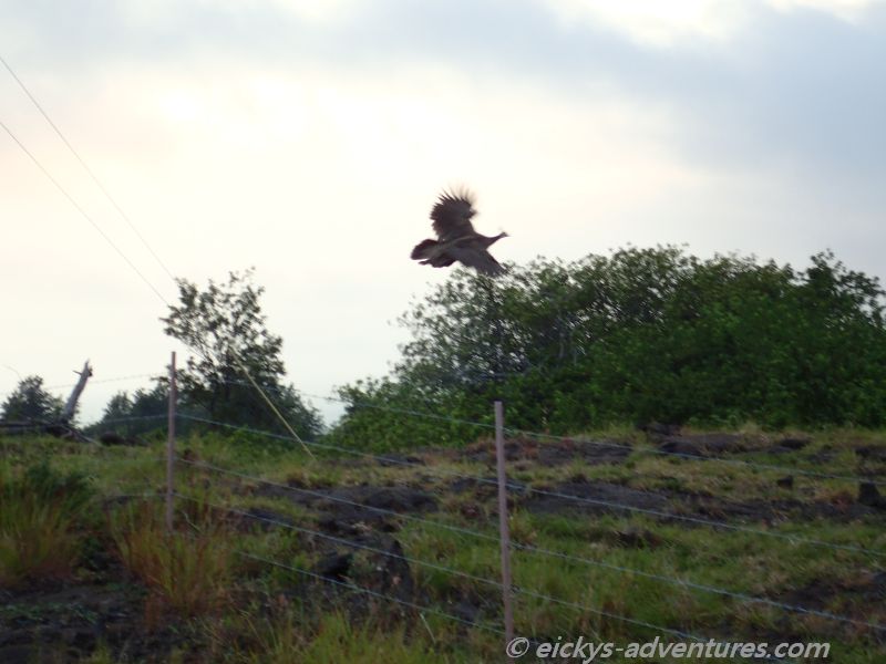 Auf Hawaii gibt es sogar Pfaue Auf Hawaii gibt es sogar Pfaue