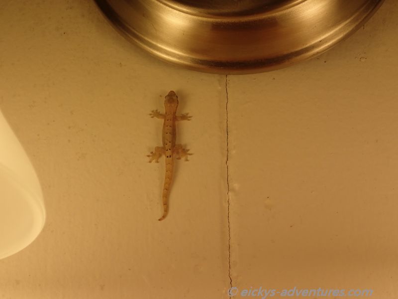 Gecko in unserem Zimmer Gecko in unserem Zimmer