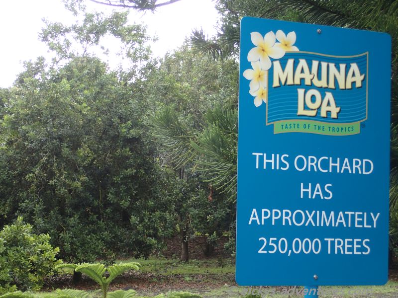 Mauna Loa Factory: Macadamia Nüsse