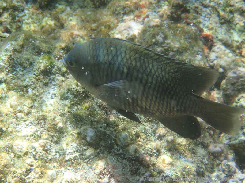 Kapoho Tide Pools Kapoho Tide Pools