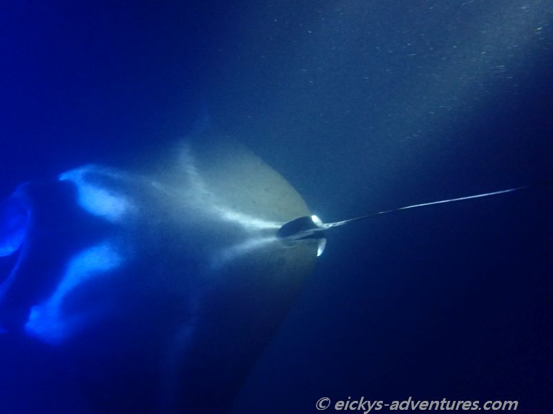Manta Ray Snorkel mit Kona Ocean Adventures vorm Sheraton Hotel Manta Ray Snorkel mit Kona Ocean Adventures vorm Sheraton Hotel