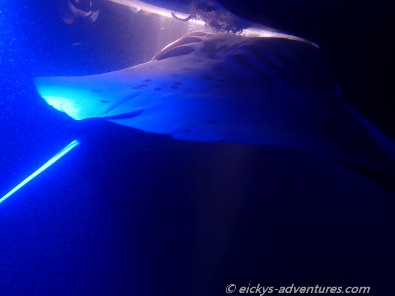 Manta Ray Snorkel mit Kona Ocean Adventures vorm Sheraton Hotel Manta Ray Snorkel mit Kona Ocean Adventures vorm Sheraton Hotel