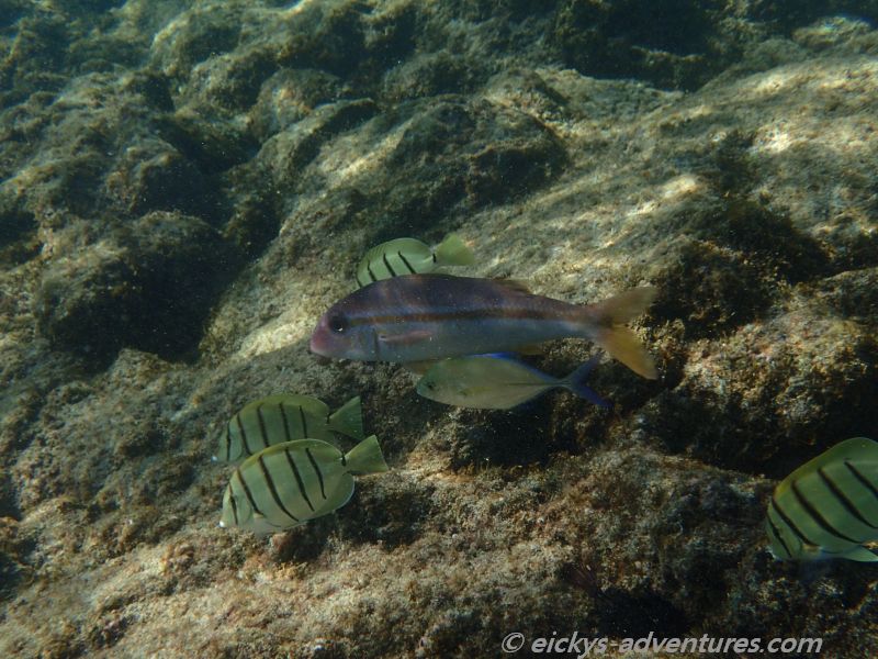 Kahuluu Beach Park: Fische Kahuluu Beach Park: Fische