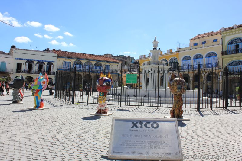 Katzenausstellung auf dem Plaza Vieja Katzenausstellung auf dem Plaza Vieja