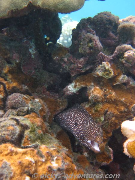 Ahii Kinau: Muräne Ahii Kinau: Muräne