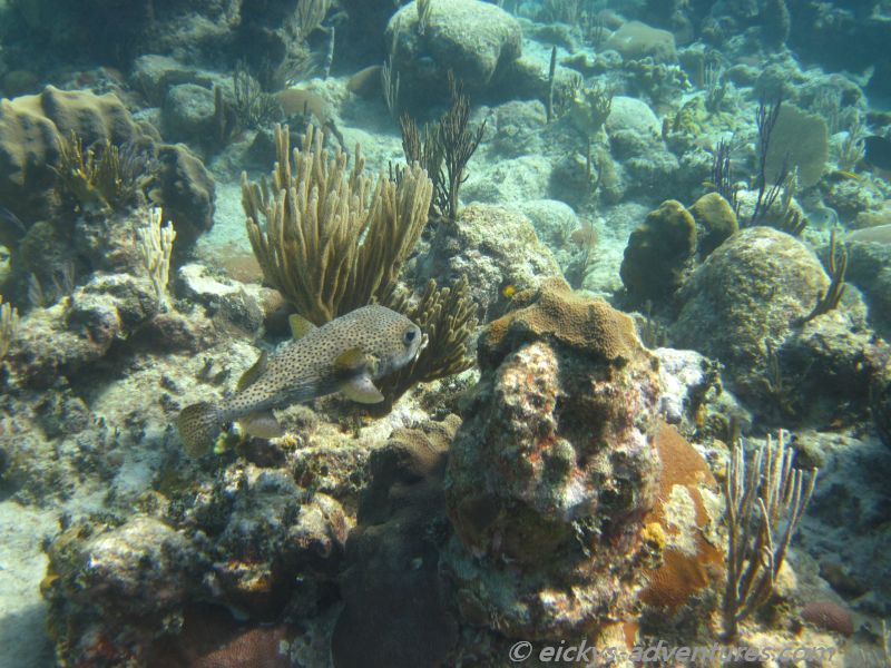 schnorcheln in La Boca schnorcheln in La Boca