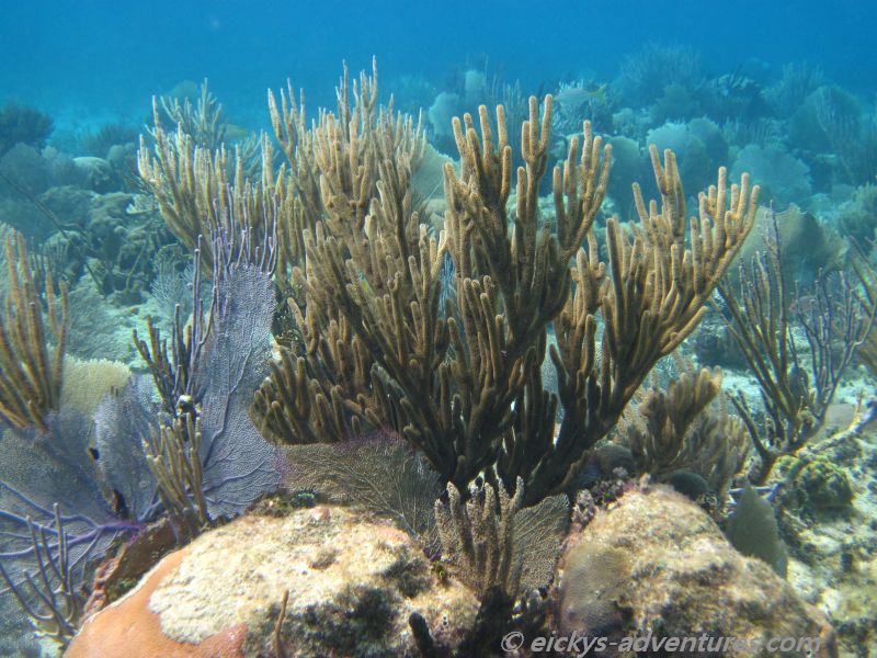 schnorcheln vor Playa Ancon schnorcheln vor Playa Ancon