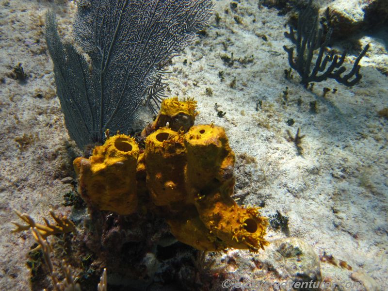 schnorcheln vor Playa Ancon schnorcheln vor Playa Ancon