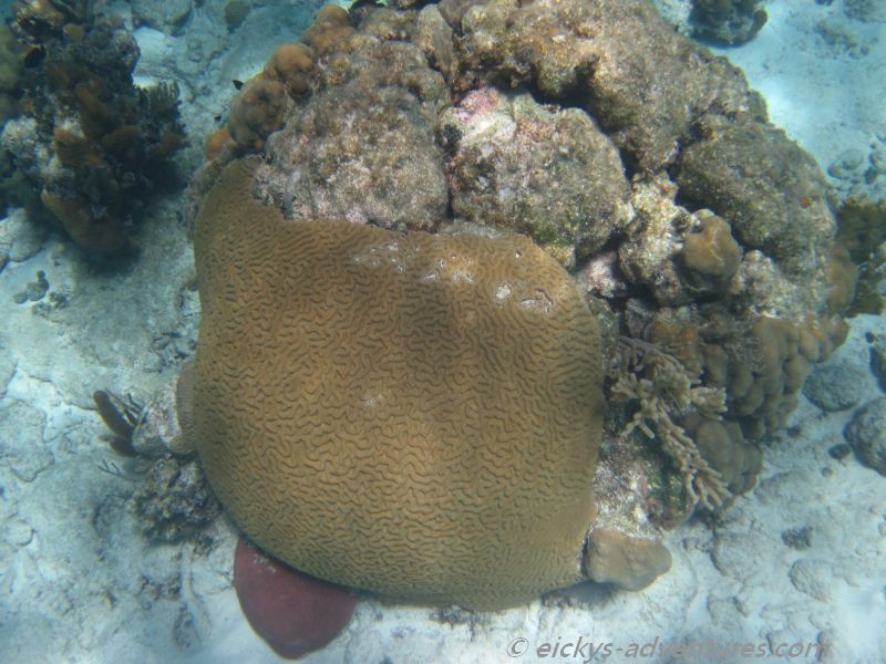 schnorcheln an der Cueva de los Pecos schnorcheln an der Cueva de los Pecos