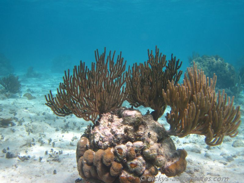 schnorcheln an der Cueva de los Pecos schnorcheln an der Cueva de los Pecos