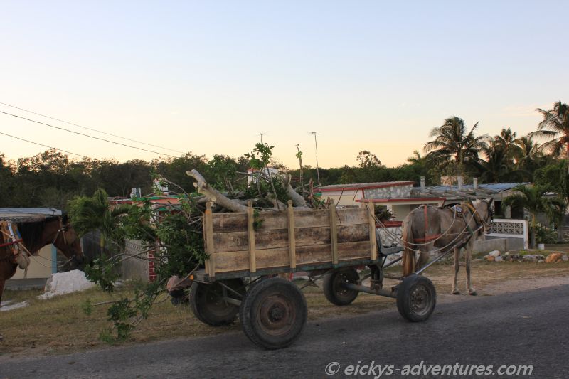 Pferdetransporter für Baumfällarbeiten Pferdetransporter für Baumfällarbeiten
