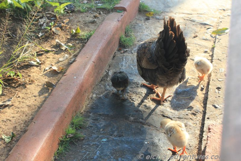 Chicken im Parque Jose Marti Chicken im Parque Jose Marti