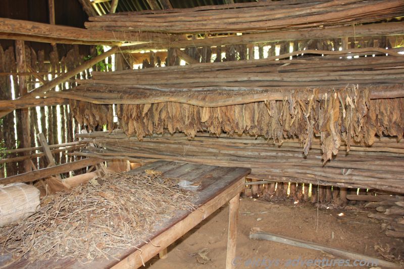 auf der Tabakfarm auf der Tabakfarm