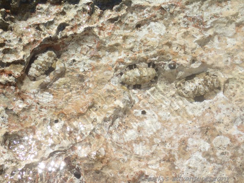 Fossilien in La Boca Fossilien in La Boca