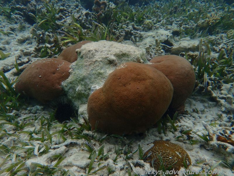 Playa los Cocos: Unterwasserwelt Playa los Cocos: Unterwasserwelt