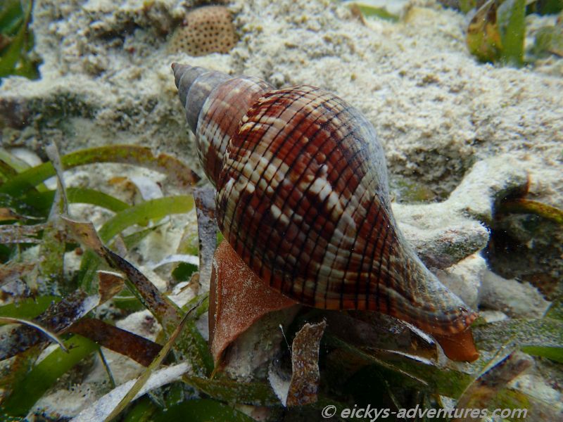 Playa los Cocos: Schnecke Playa los Cocos: Schnecke