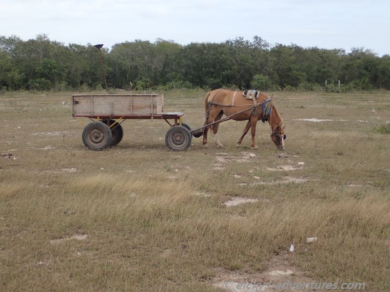 Pferdekarren in Playa Giron Pferdekarren in Playa Giron