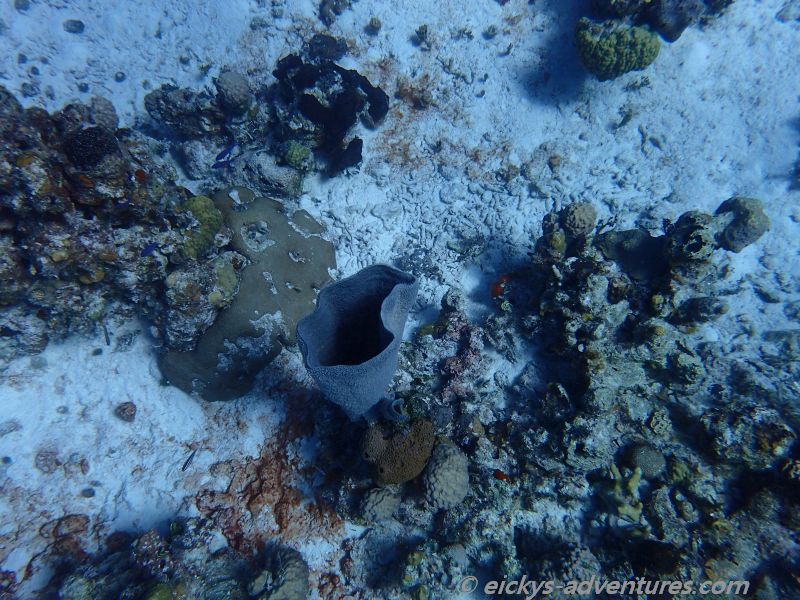 Tauchgang an der Cueva de los Pecos Tauchgang an der Cueva de los Pecos