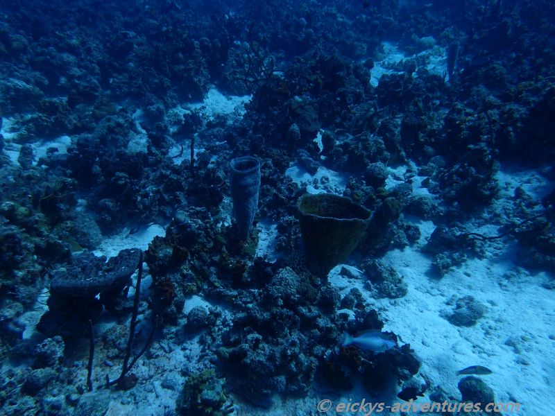 Tauchgang an der Cueva de los Pecos Tauchgang an der Cueva de los Pecos