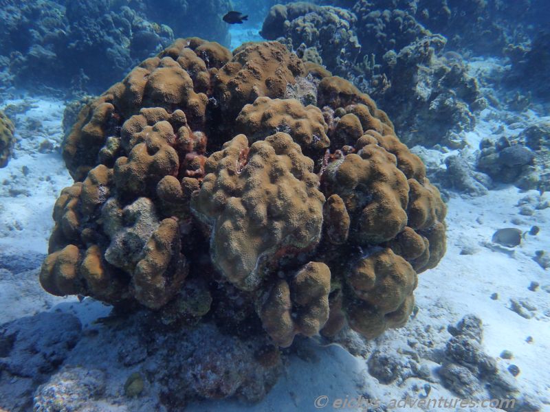 Tauchgang an der Cueva de los Pecos Tauchgang an der Cueva de los Pecos