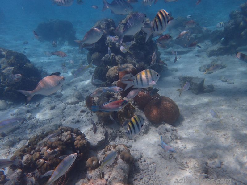 schnorcheln an der Cueva de los Pecos schnorcheln an der Cueva de los Pecos