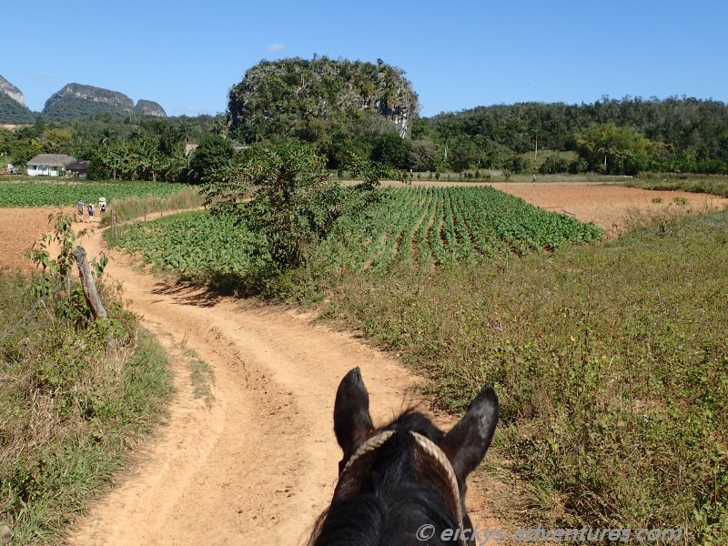 auf dem Rücken der Pferde auf dem Rücken der Pferde